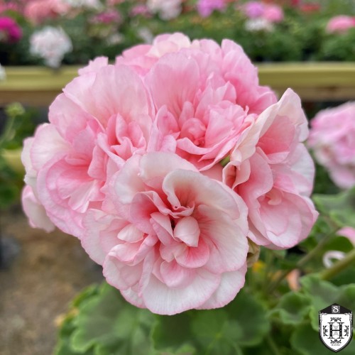 Pelargonium 'Iriol Eternite' - Pelargoon 'Iriol Eternite' P9/0,55L